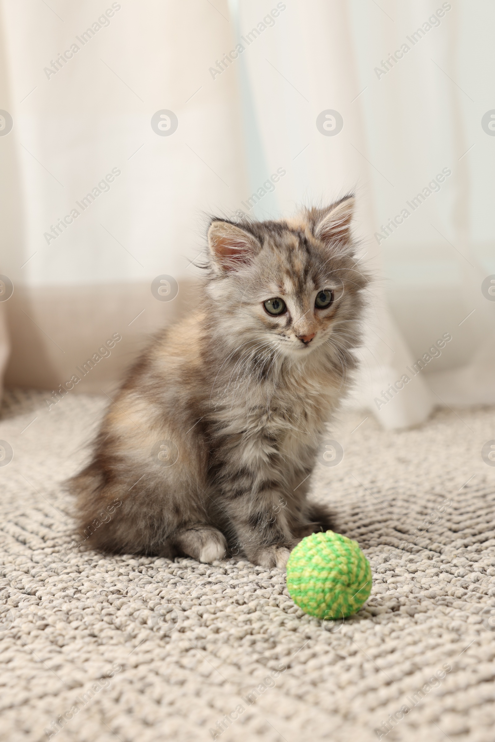 Photo of Cute fluffy kitten with ball at home