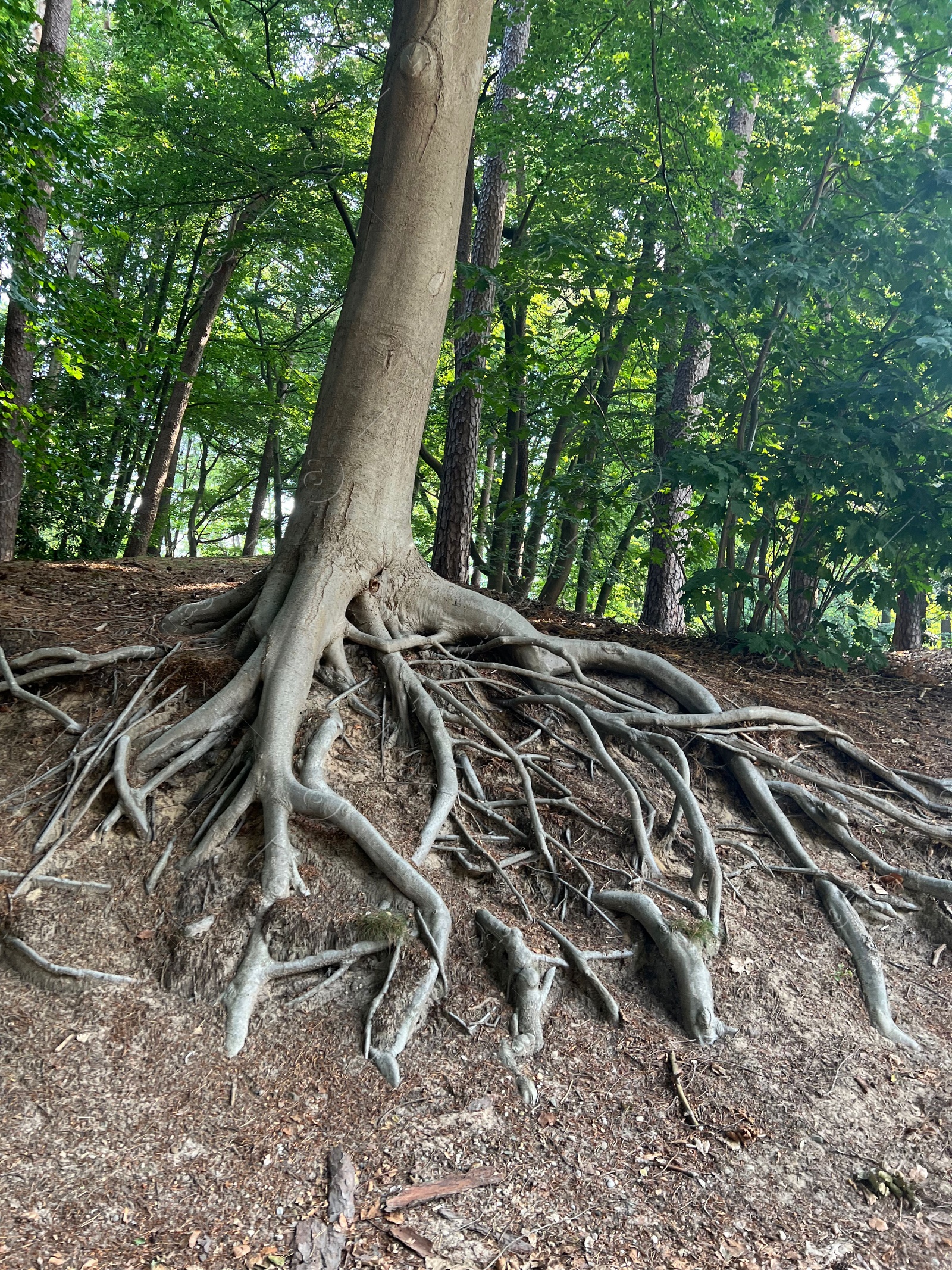 Photo of Tree roots visible through ground in forest