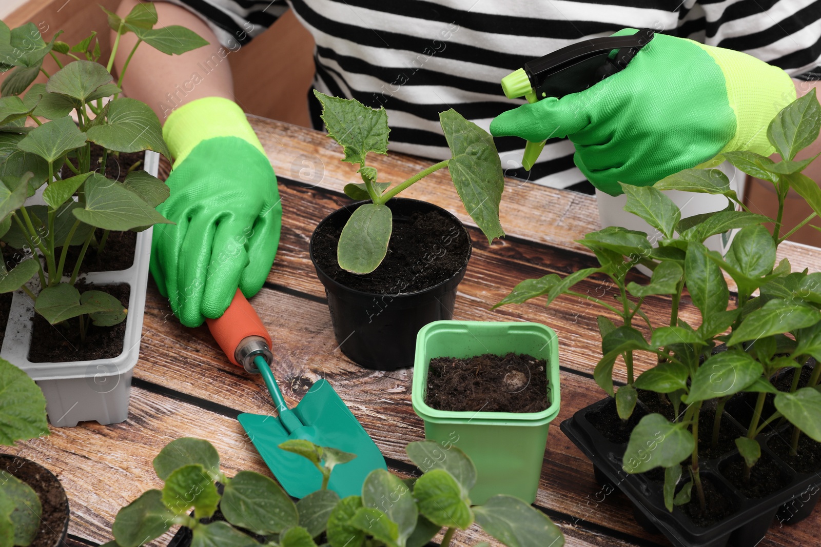 Photo of Woman wearing gardening gloves spraying seedling in pot at wooden table, closeup