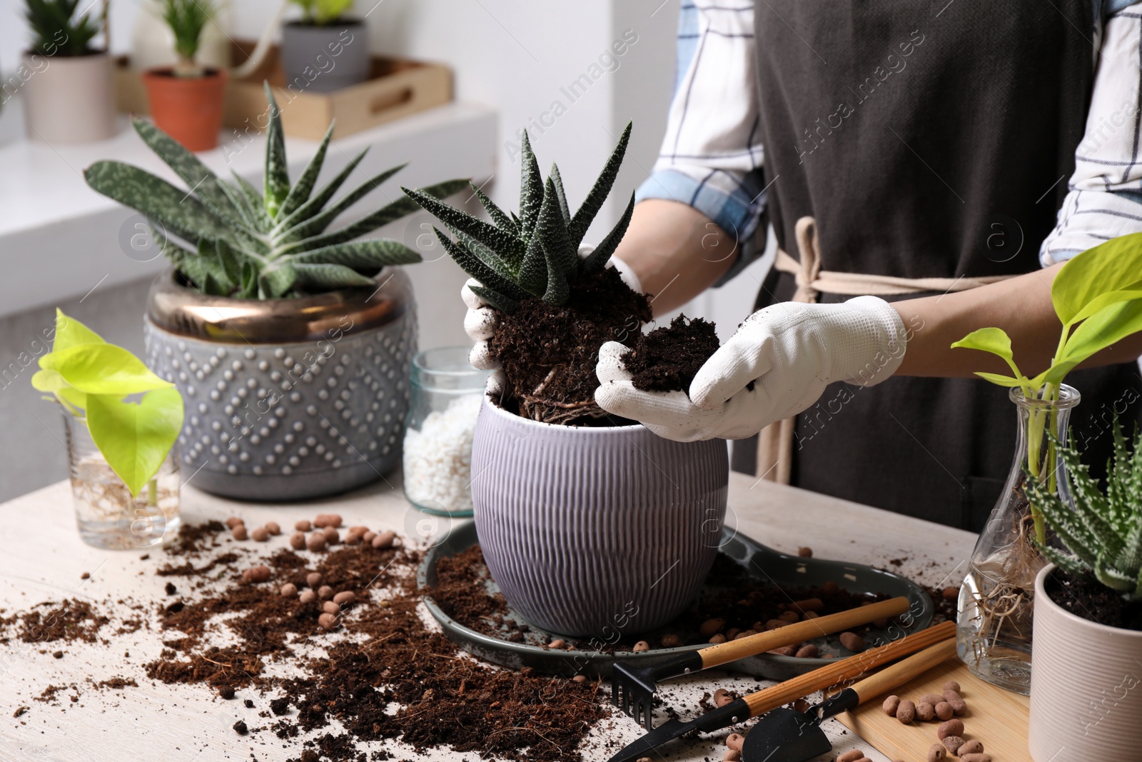 Photo of Woman transplanting Haworthia into pot at table indoors, closeup. House plant care