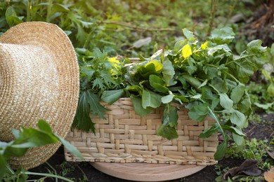 Wicker basket with many fresh green herbs and straw hat on ground outdoors
