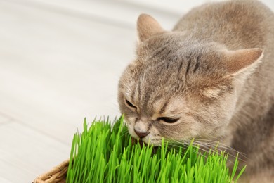 Cute cat eating fresh green grass on blurred background, closeup. Space for text