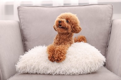 Photo of Cute Maltipoo dog with soft pillow on armchair indoors. Lovely pet