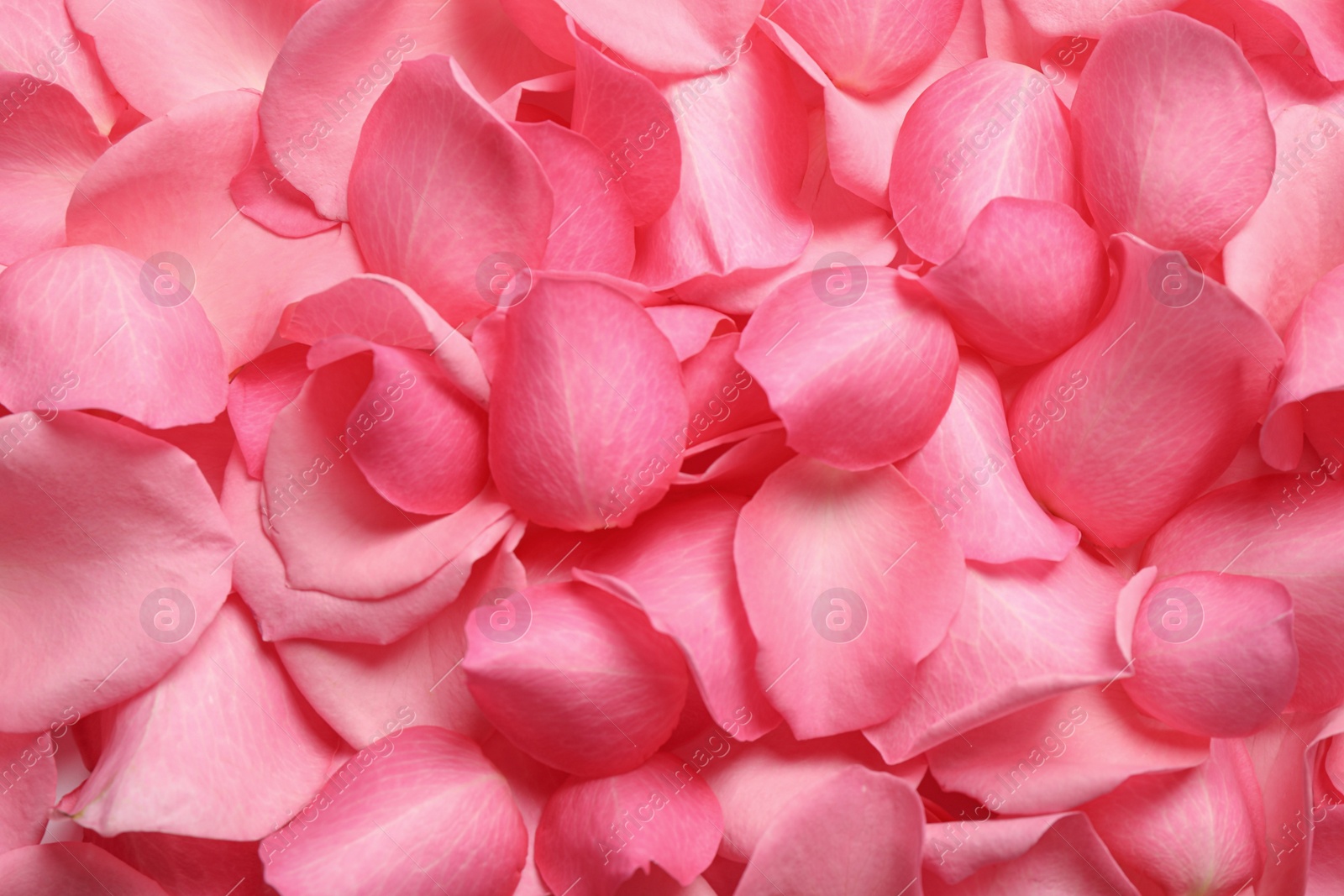 Photo of Fresh pink rose petals as background, closeup