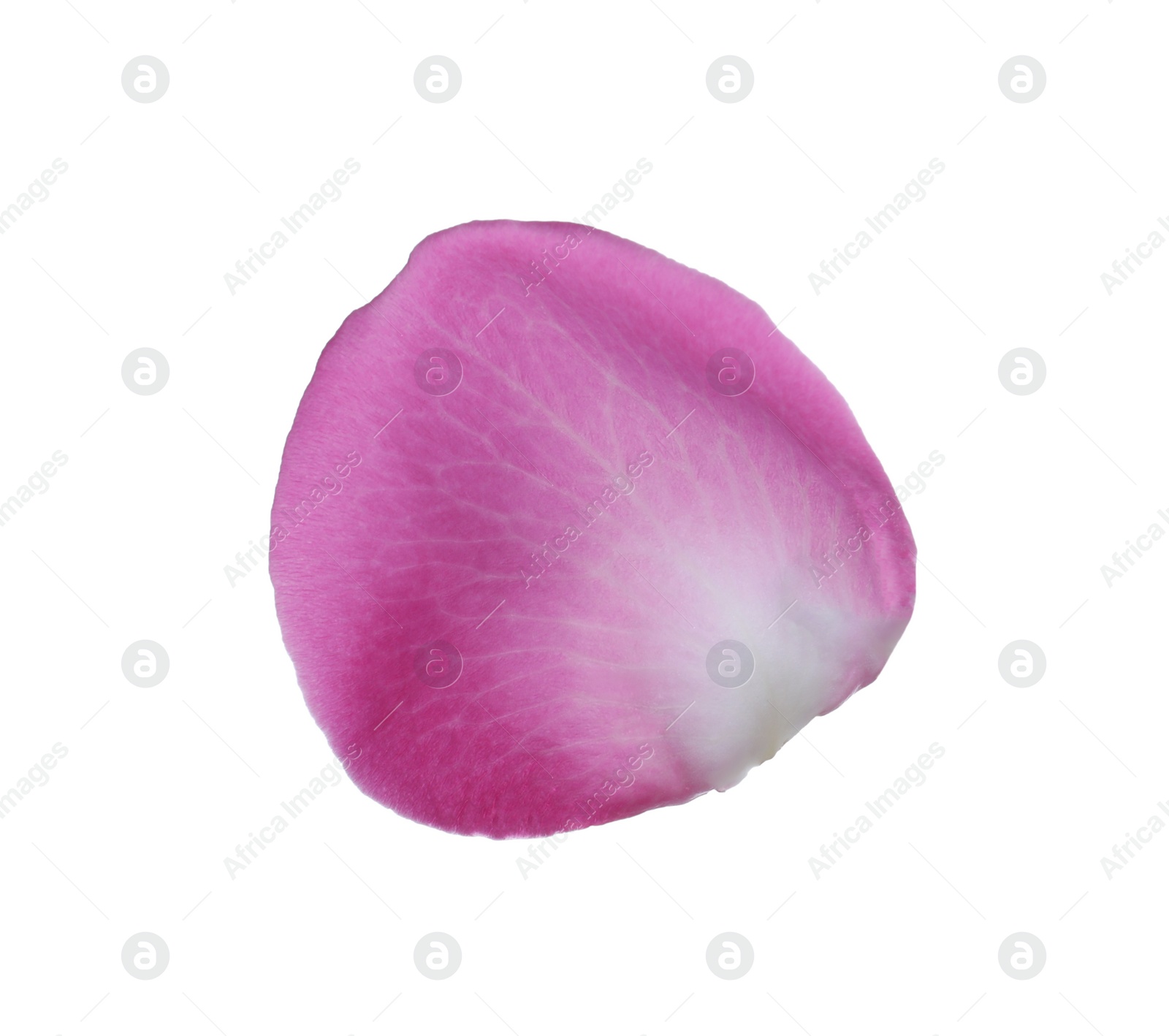 Photo of Pink rose flower petal on white background