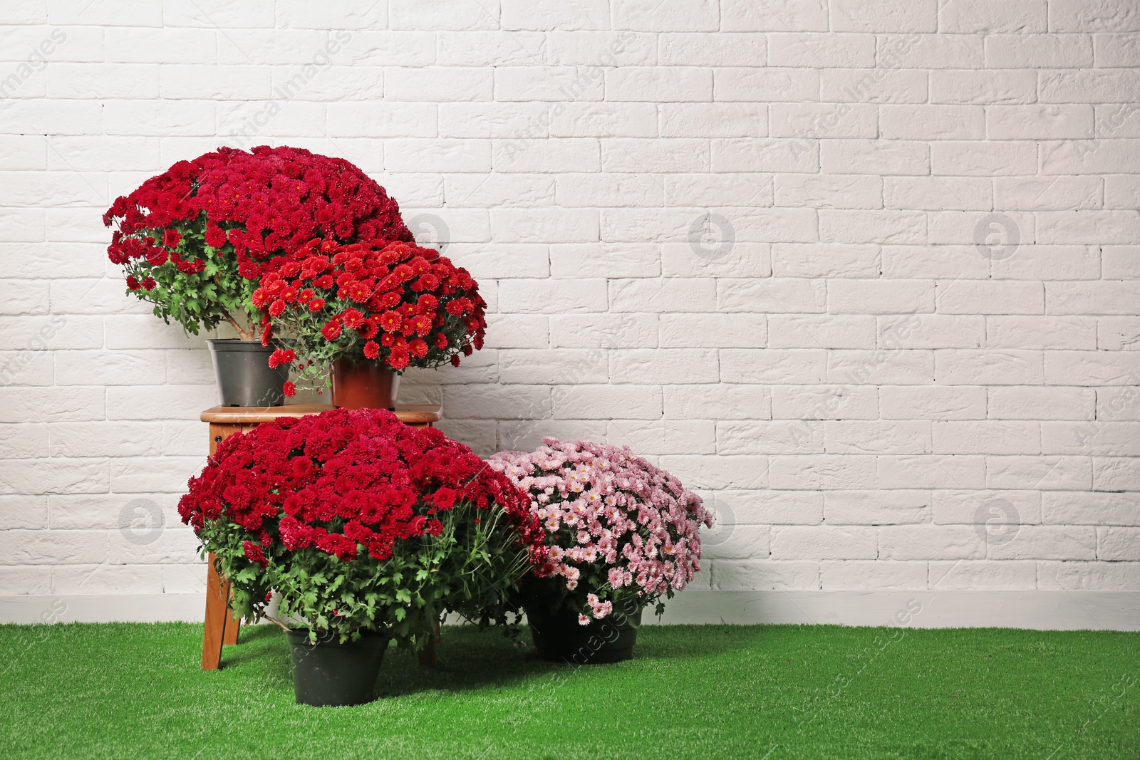 Photo of Beautiful composition with chrysanthemum flowers near white brick wall. Space for text