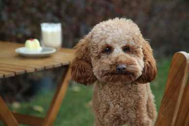 Cute fluffy dog resting at outdoor cafe