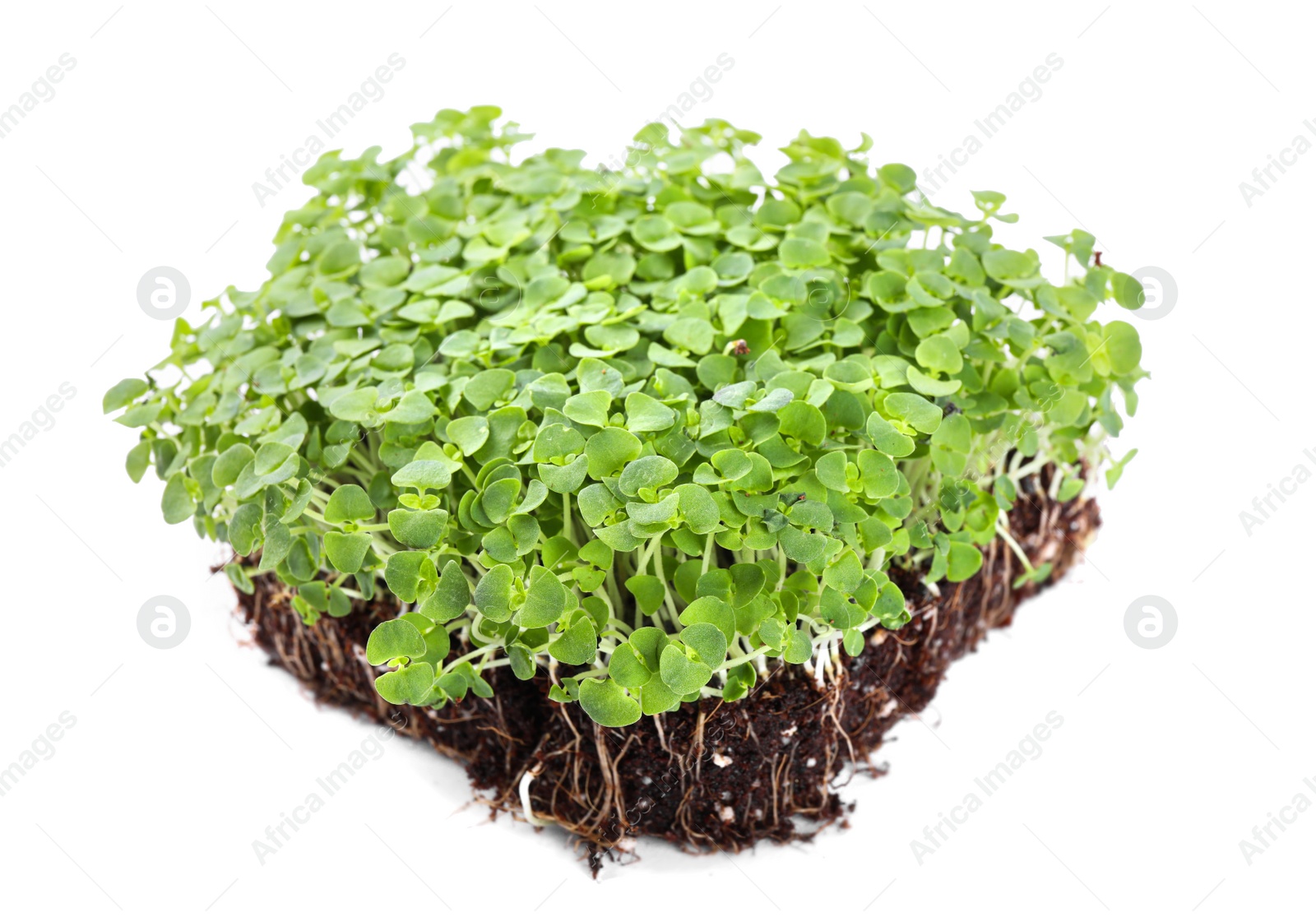 Photo of Fresh organic microgreen seeds on white background