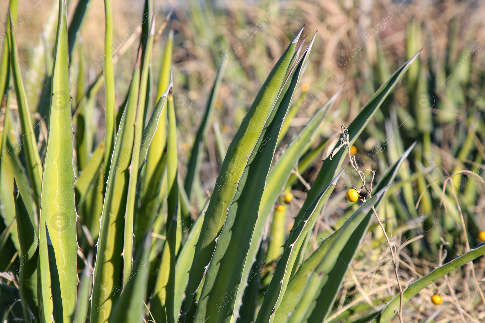 Photo of Closeup view of beautiful Agave plant growing outdoors