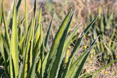 Photo of Closeup view of beautiful Agave plant growing outdoors