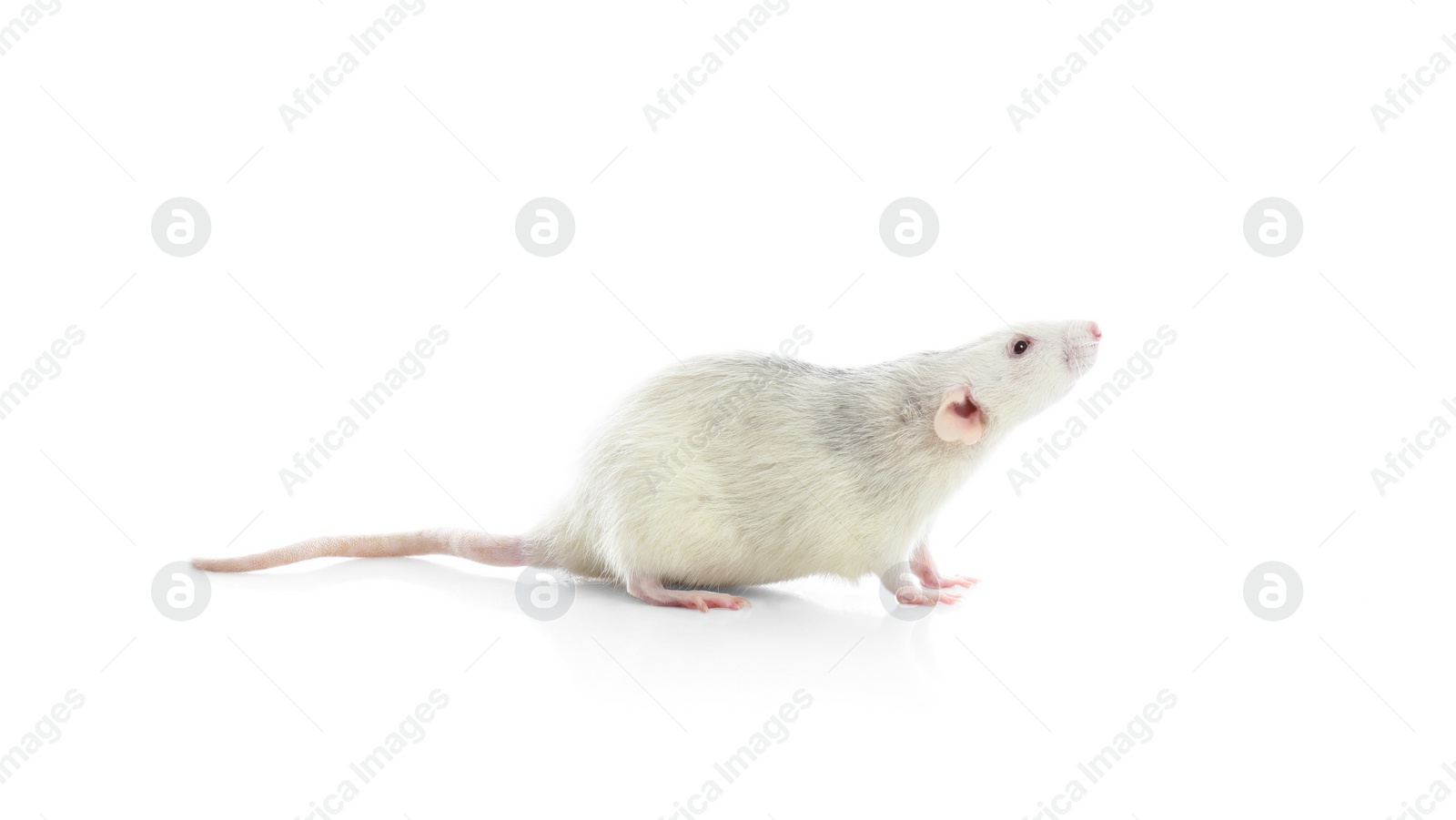 Photo of Cute rat on white background. Small rodent