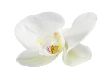 Photo of One beautiful orchid flower isolated on white