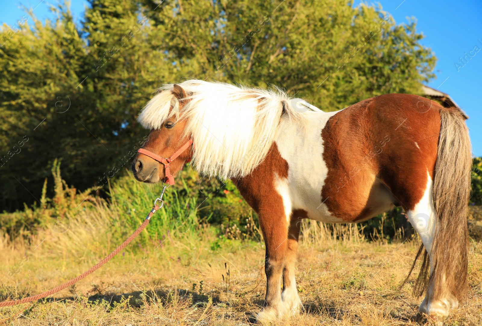 Photo of Beautiful pony outdoors on sunny day. Pet horse