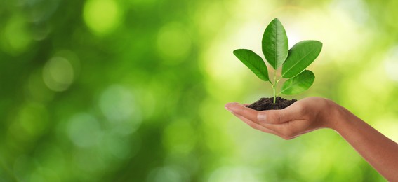 Image of Closeup view of woman holding small plant in soil on blurred background, banner design with space for text. Ecology protection