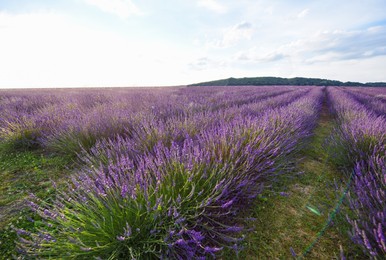 Picturesque view of beautiful blooming lavender field