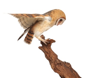 Beautiful common barn owl on twig against white background