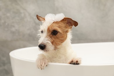 Photo of Portrait of cute dog with shampoo foam on head in bath tub indoors