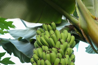 Unripe bananas growing on tree against blue sky, bottom view