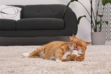 Photo of Cute ginger cat licking paw on carpet at home
