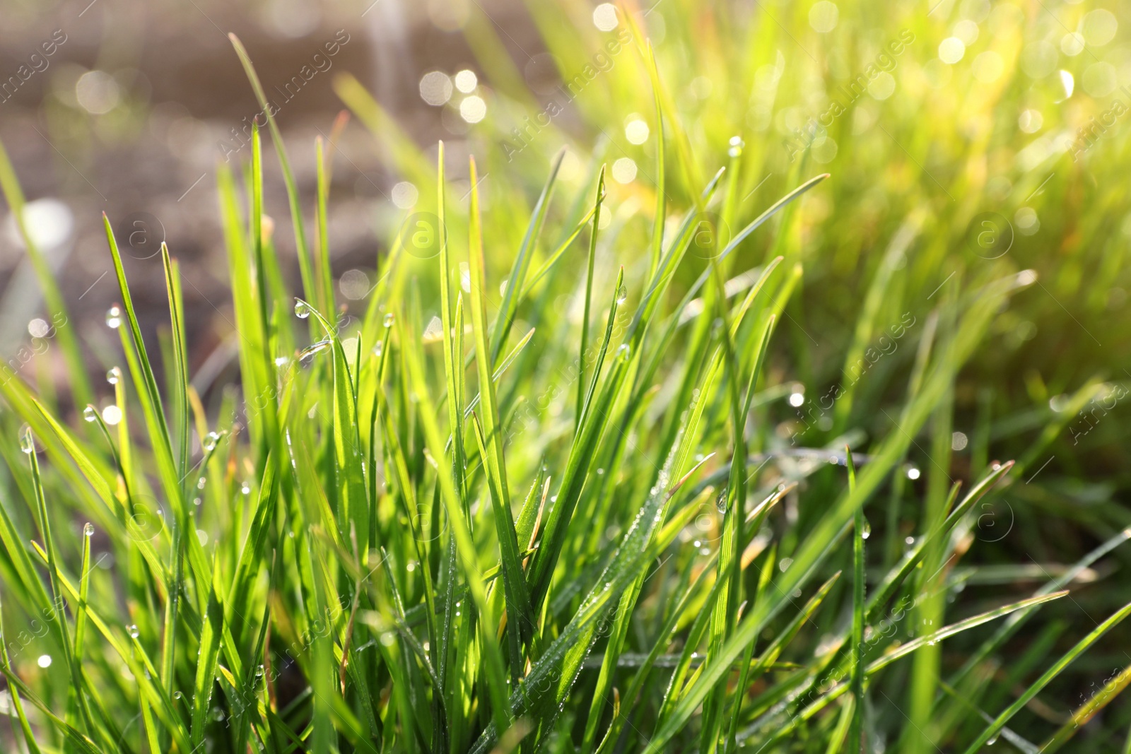 Photo of Green grass with morning dew outdoors, closeup