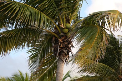 Beautiful palm tree with green leaves under clear sky, low angle view