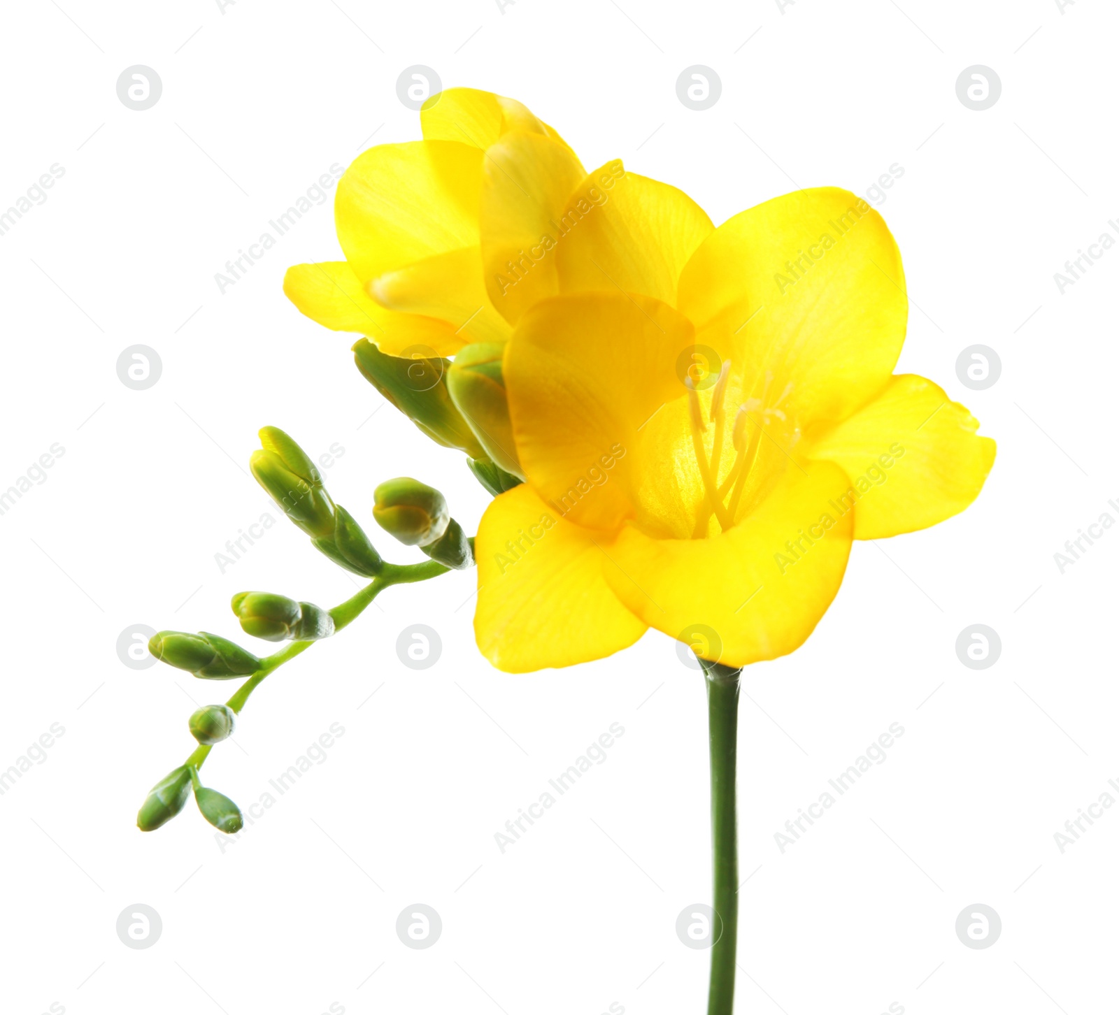 Photo of Beautiful freesia flower on white background