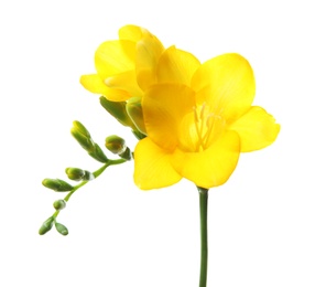 Photo of Beautiful freesia flower on white background