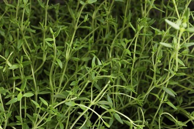 Photo of Aromatic thyme sprigs growing as background, closeup. Fresh herb