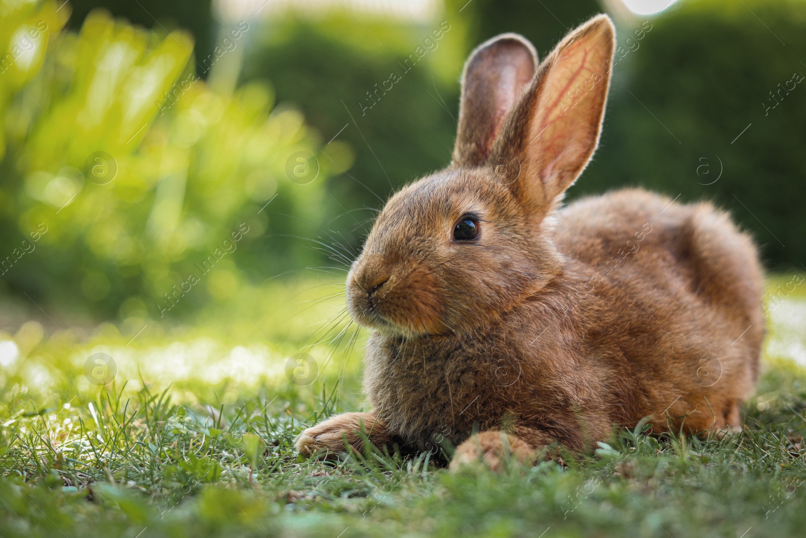 Photo of Cute fluffy rabbit on green grass outdoors. Space for text