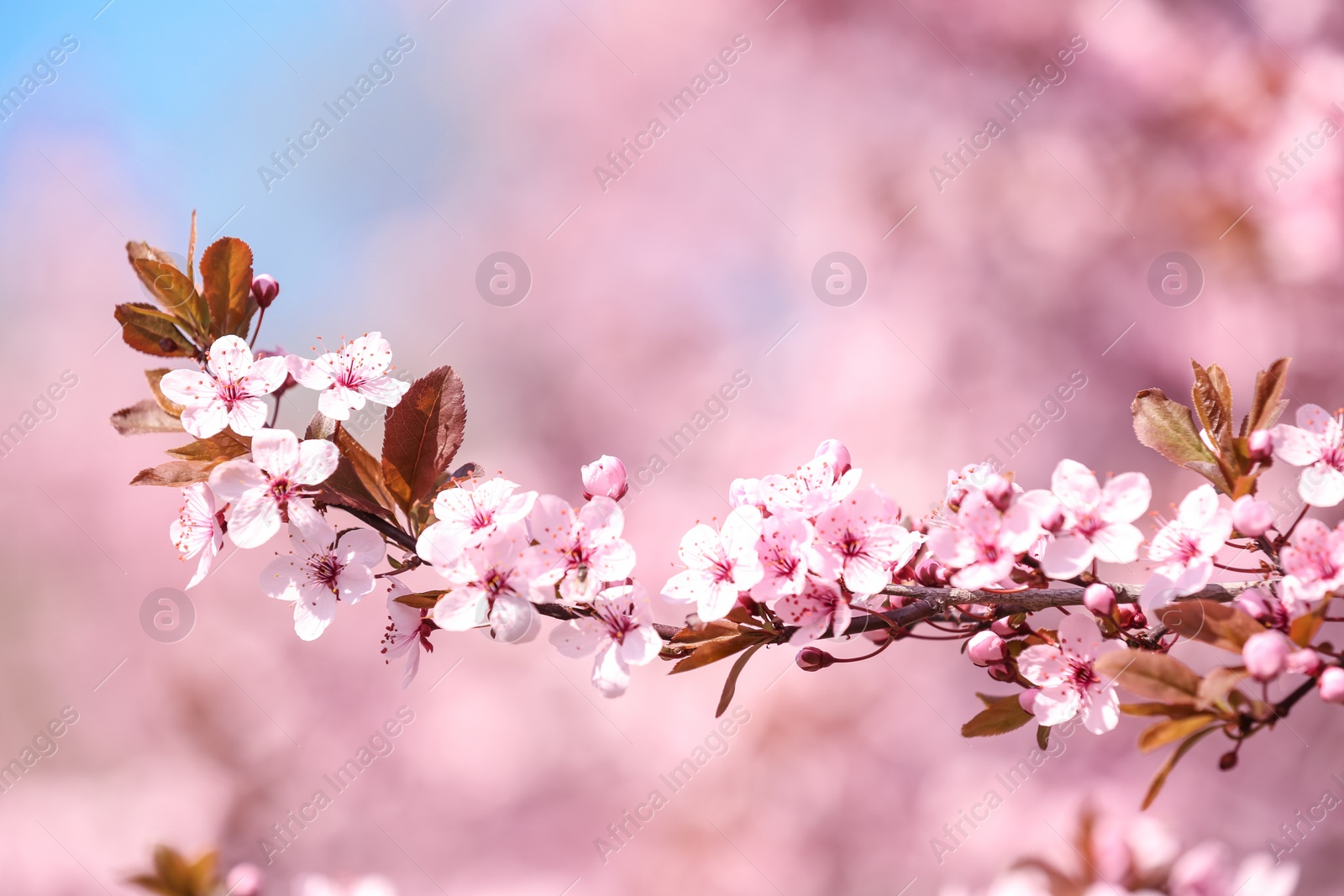 Photo of Branch of blossoming spring tree with tiny flowers on blurred background