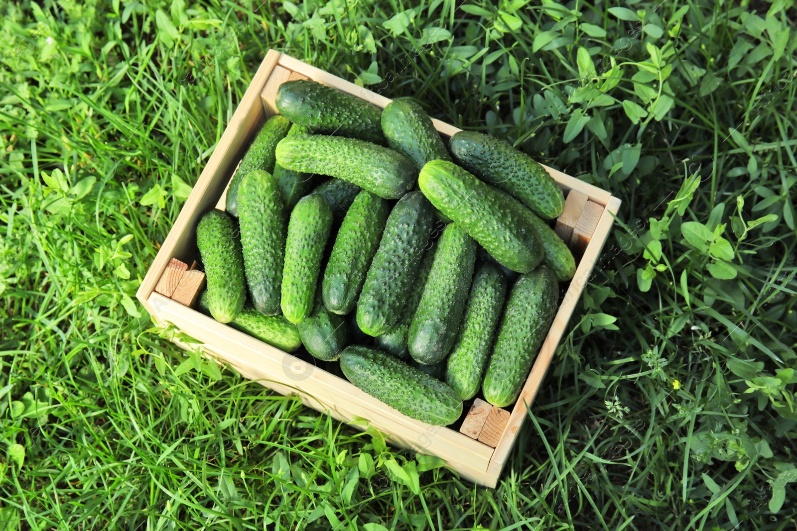 Photo of Wooden crate with ripe fresh cucumbers on green grass, top view