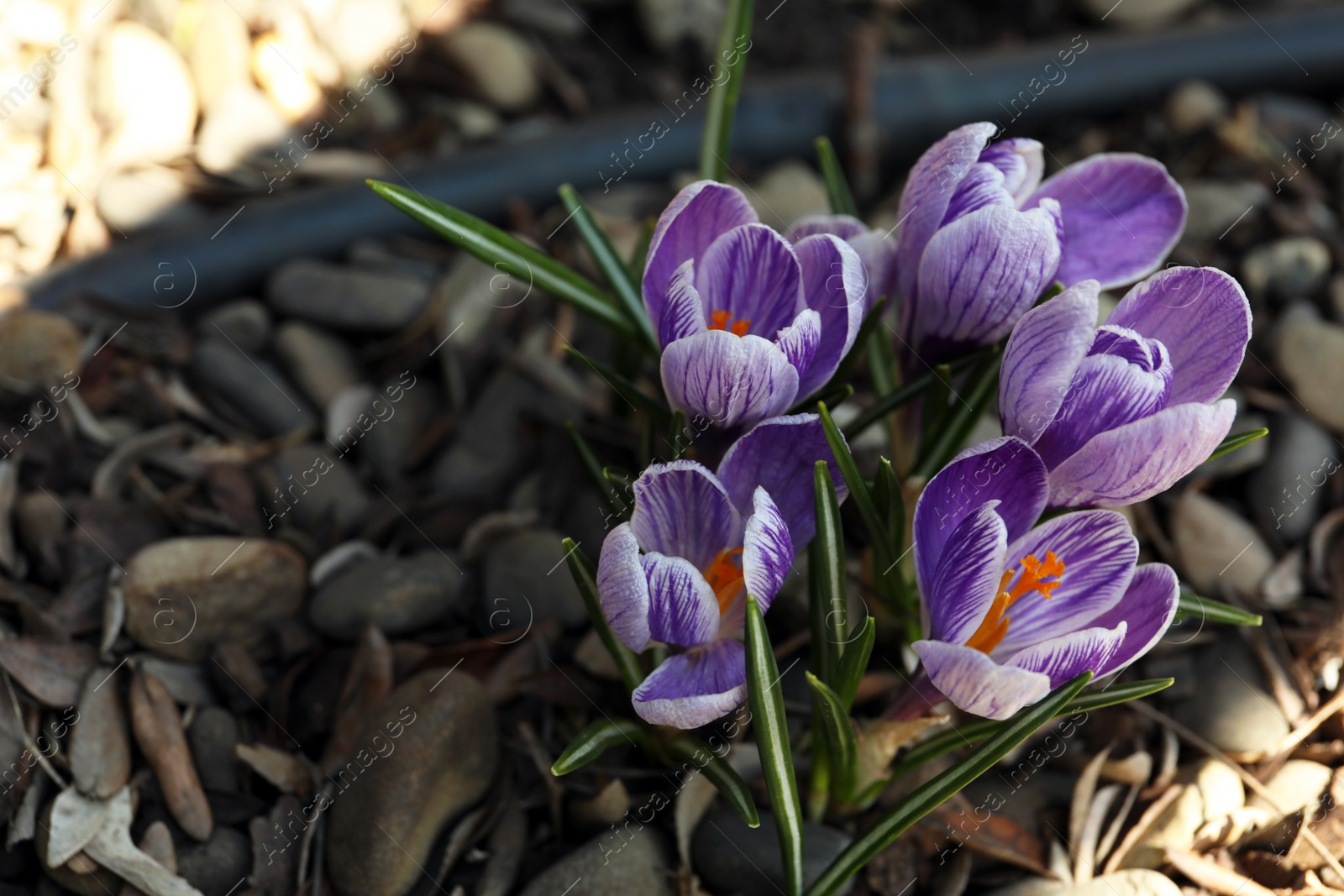 Photo of Beautiful crocus flowers outdoors, above view. Space for text