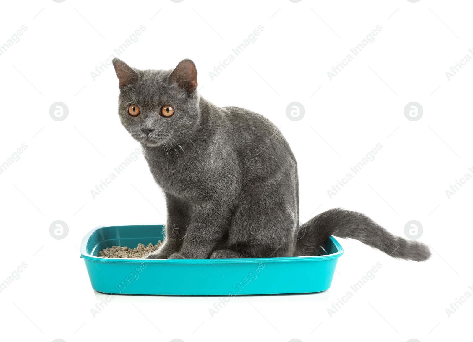 Photo of Cat in pet toilet on white background