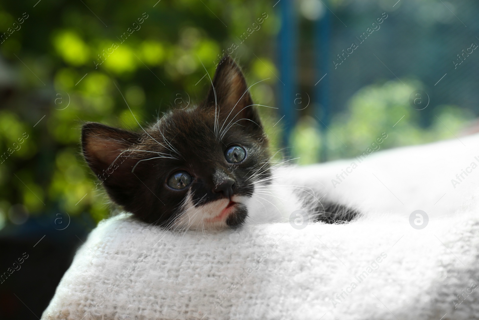 Photo of Cute baby kitten lying on cozy blanket outdoors, closeup