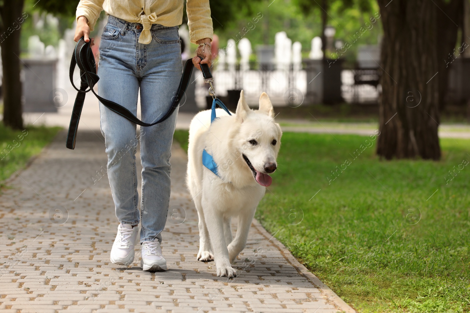 Photo of Young woman with her white Swiss Shepherd dog in park, closeup