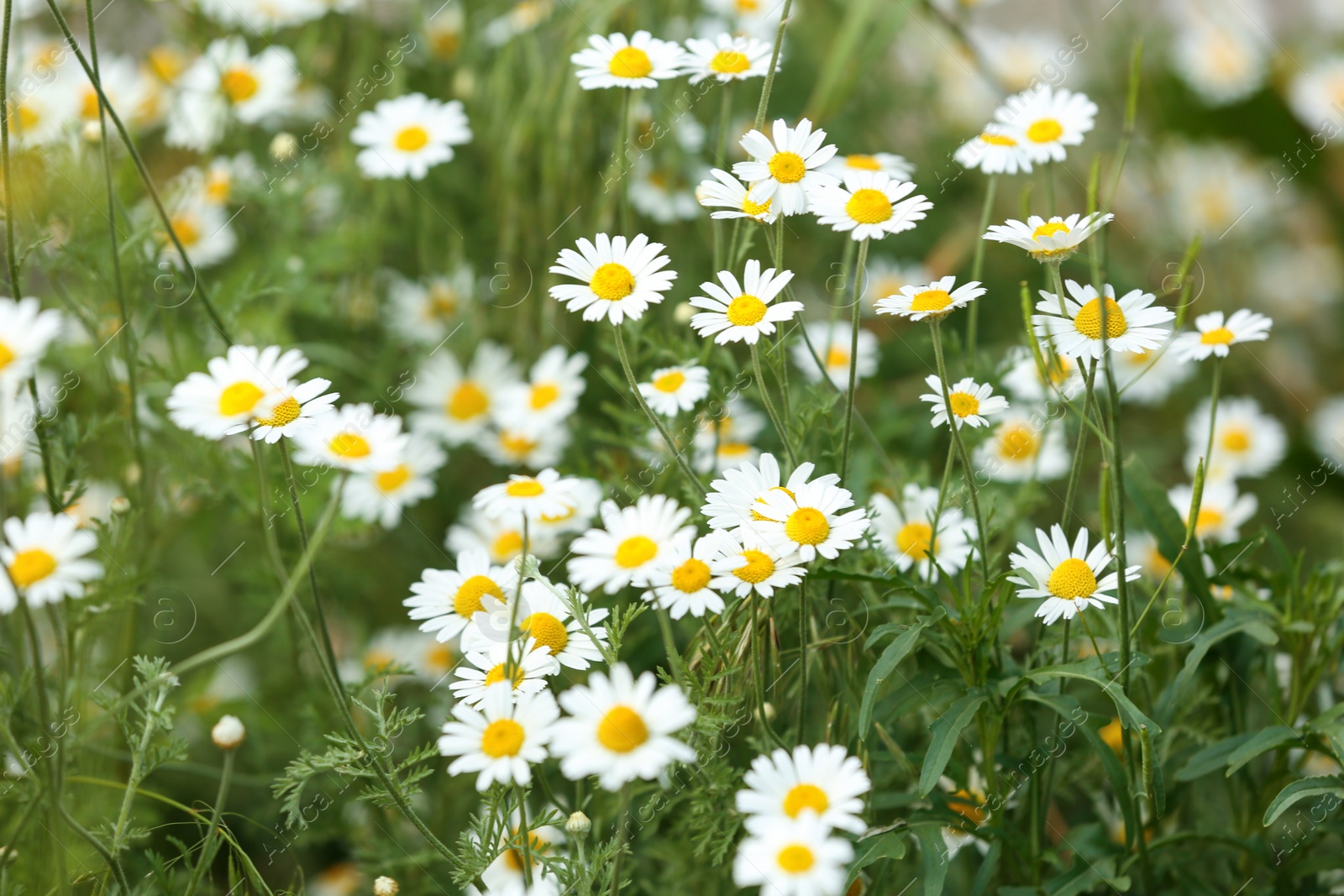 Photo of Beautiful spring flowers in garden on sunny day