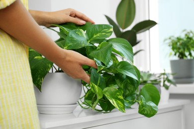 Photo of Woman taking care of potted houseplant on windowsill at home, closeup