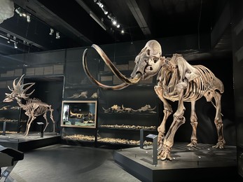 Leiden, Netherlands - June 18, 2022: Life size skeleton of ancient mammoth in Naturalis Biodiversity Center