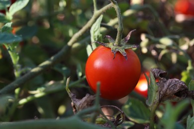 Photo of Red ripe tomato growing on bush outdoors, closeup