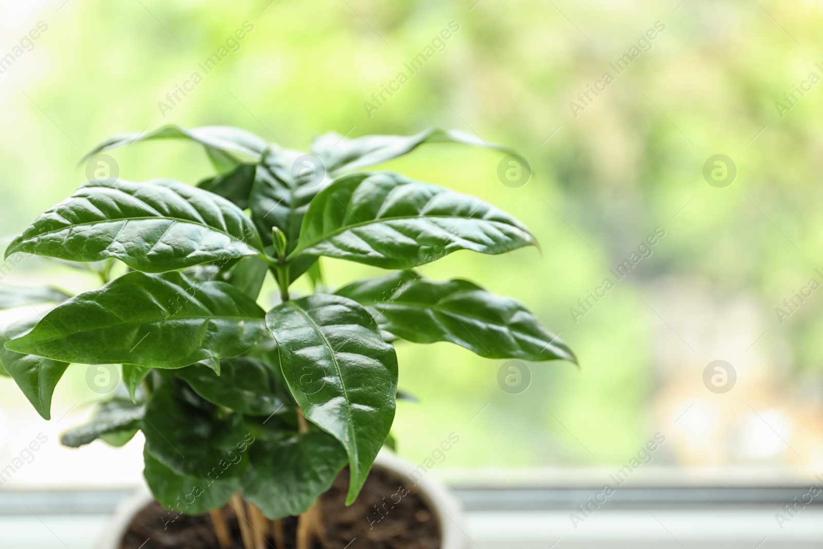 Photo of Fresh coffee plant with green leaves in pot on windowsill, space for text