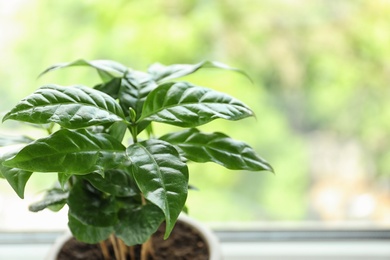 Fresh coffee plant with green leaves in pot on windowsill, space for text