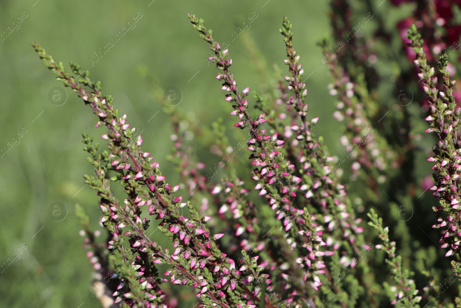 Photo of Heather shrub with beautiful flowers growing outdoors on sunny day, closeup