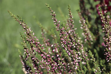 Heather shrub with beautiful flowers growing outdoors on sunny day, closeup