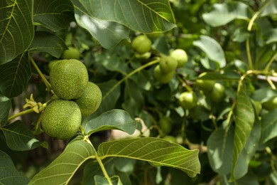 Photo of Green unripe walnuts on tree branch outdoors, closeup