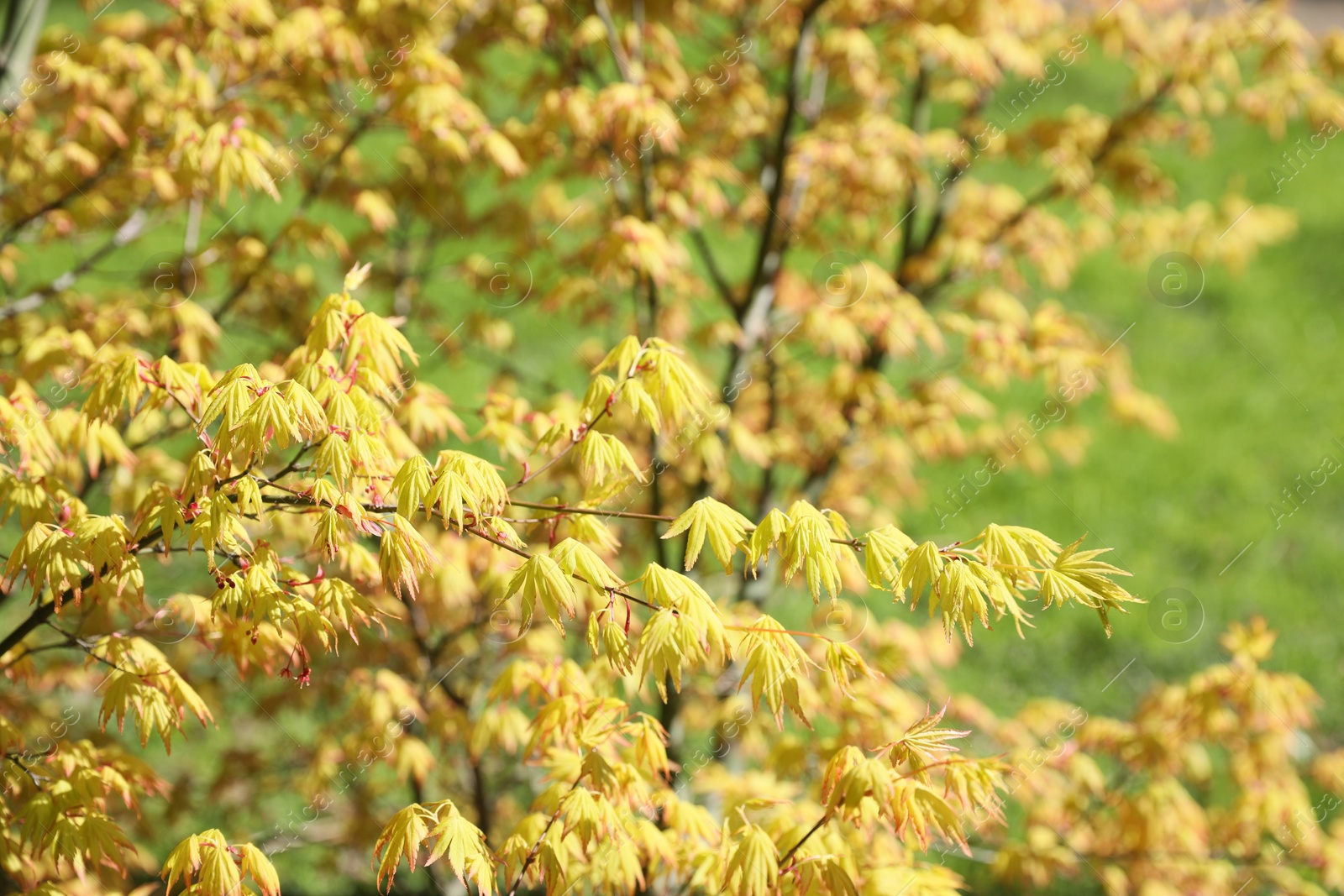 Photo of Beautiful maple tree with yellow leaves outdoors, space for text