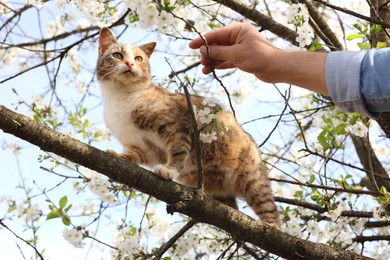 Photo of Cute cat on blossoming spring tree outdoors