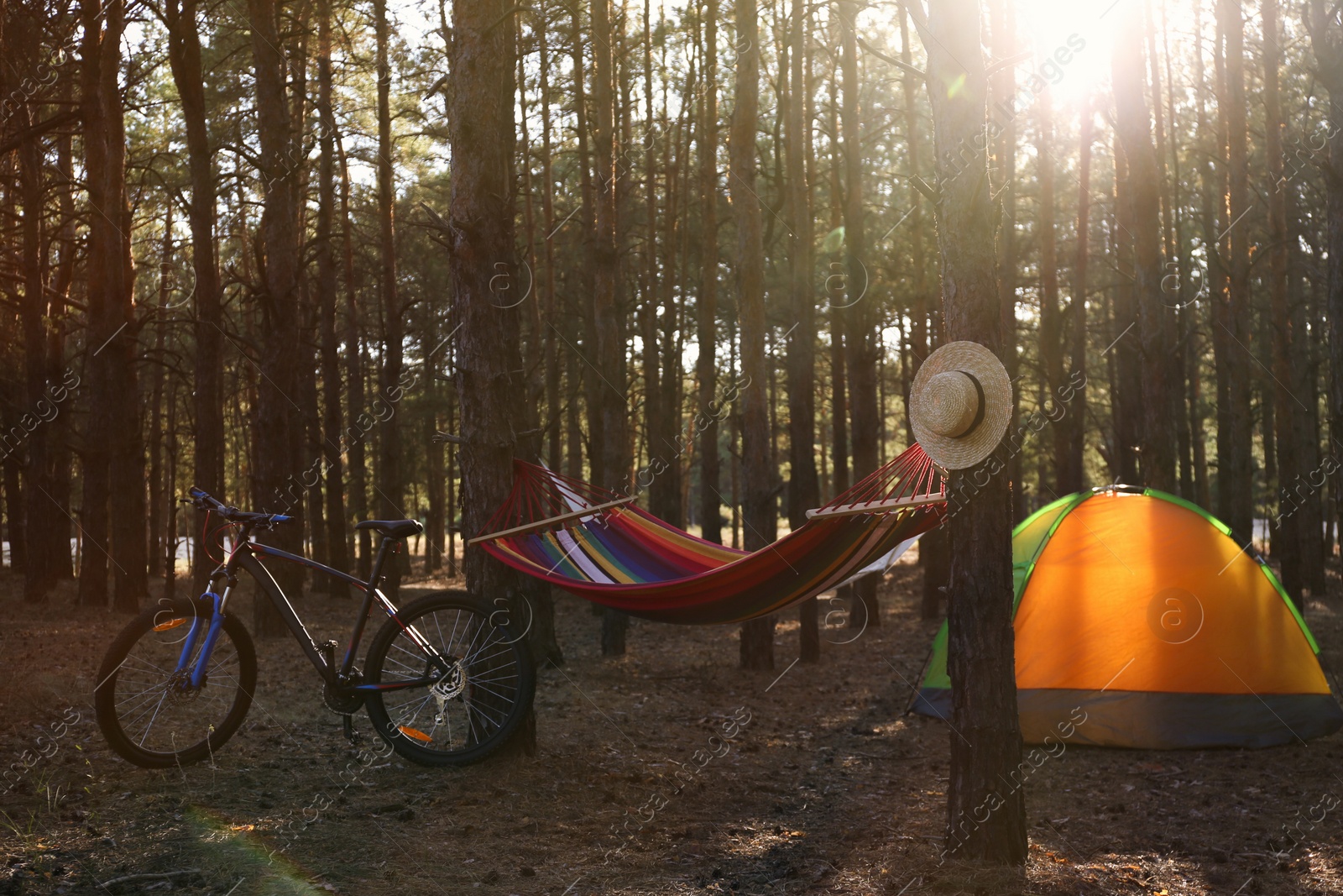 Photo of Empty hammock, camping tent and bicycle in forest on summer day