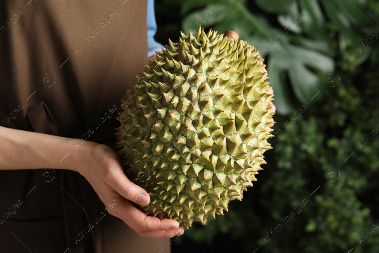 Photo of Woman holding fresh ripe durian outdoors, closeup