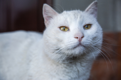 Photo of Beautiful white cat outdoors, closeup. Stray animal