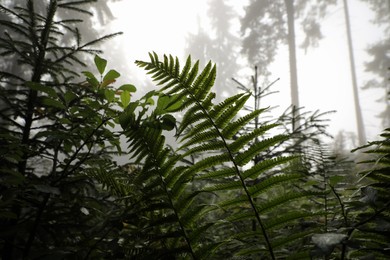 Different beautiful wild plants growing in forest on foggy day